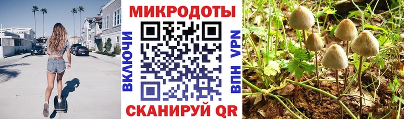 сайты даркнета телеграм  Сокол  Галлюциногенные грибы Psilocybine cubensis  наркота 